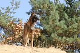 MALINOIS 143